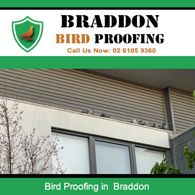 Expert bird proofing solutions protecting apartment windows in Braddon
